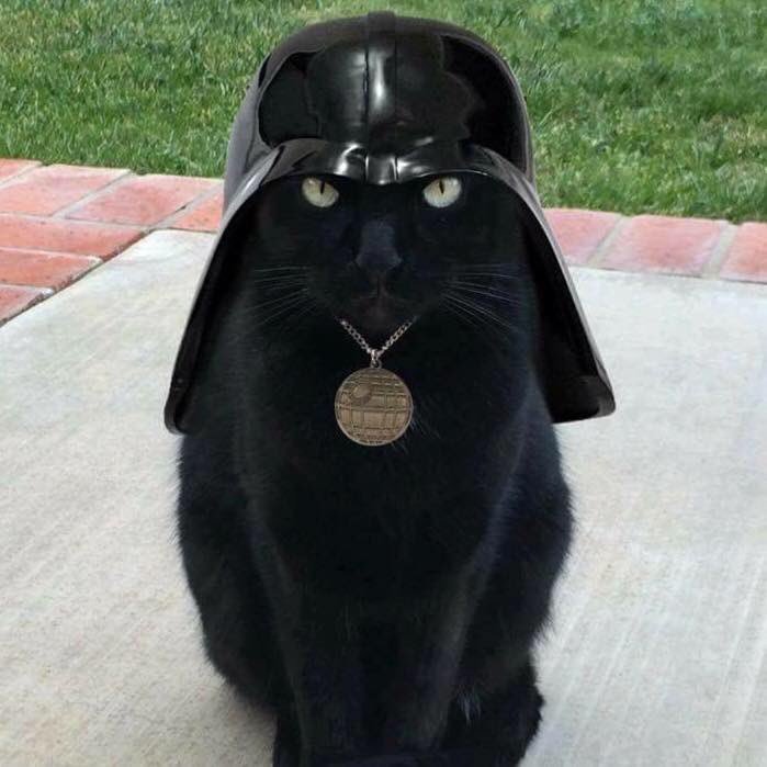Vader Cat