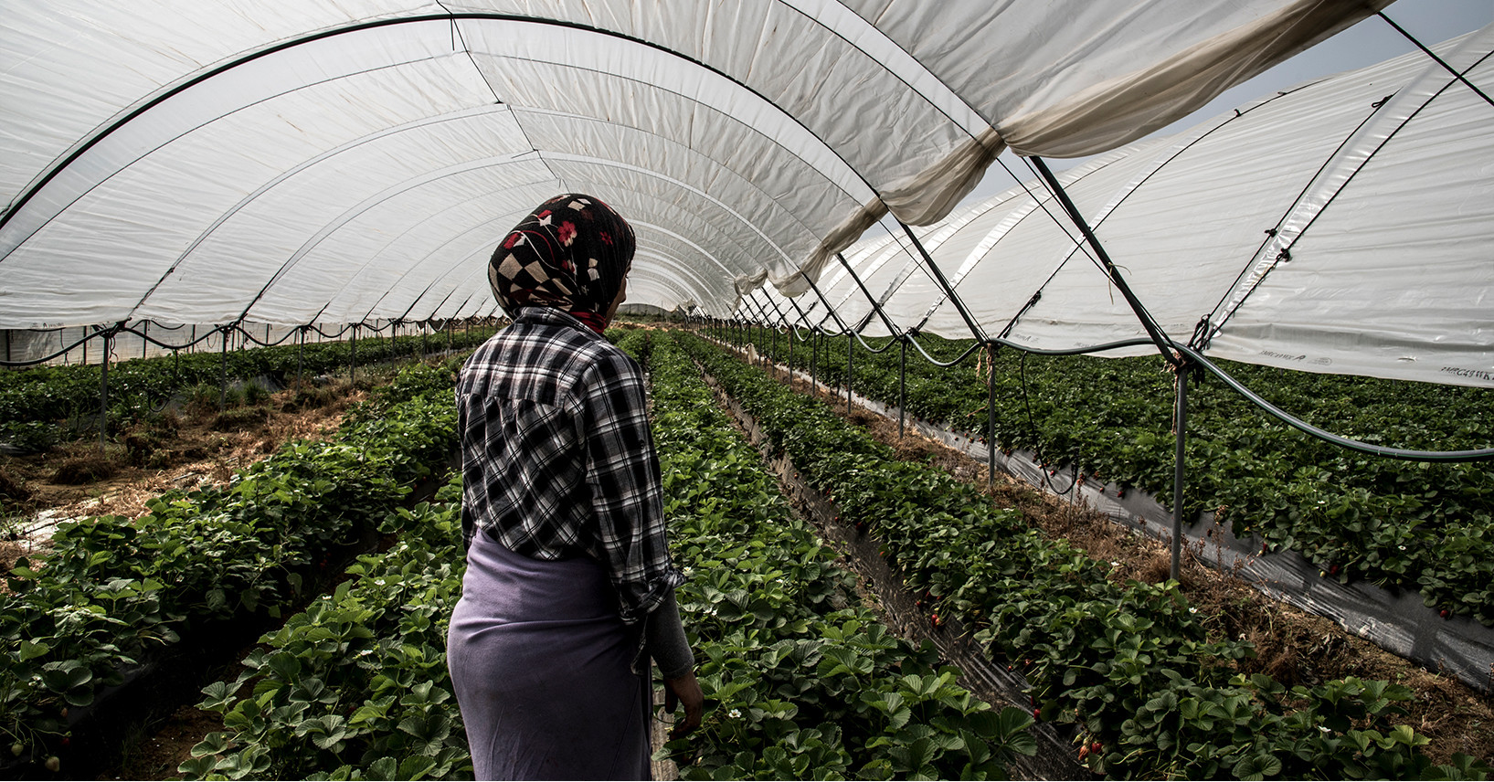 Vergewaltigt auf Europas Feldern – Welchen Preis Erntehelferinnen für unsere Erdbeeren und Tomaten zahlen