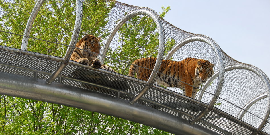 60 Prozent der Tiere seit 1970 gestorben: Wildtiere bald nur noch im Zoo?