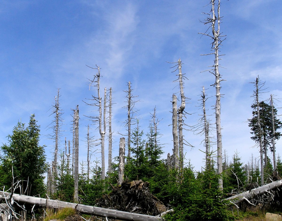 Klimawandeldebatte: Unbegründeter Alarmismus beim Waldsterben und Ozonloch
