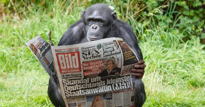 Wissenschaftliche Sensation: Schimpanse kann “Bild”-Zeitung lesen