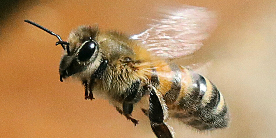 Wissenschaftlerin über Insektensterben: „Wir müssen umdenken“