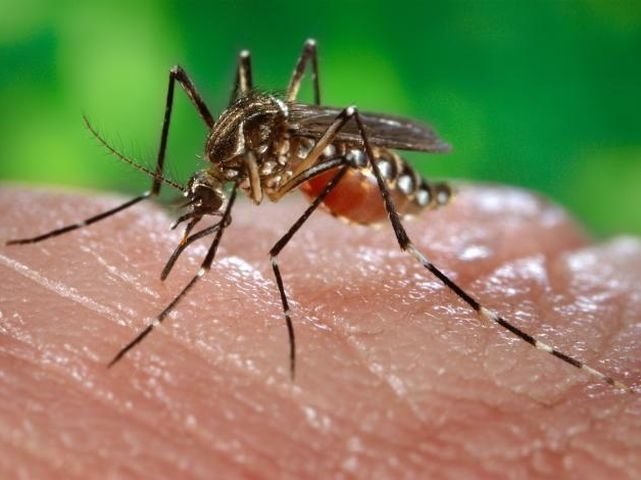 Was können 750 Millionen transgene Mücken anstellen?