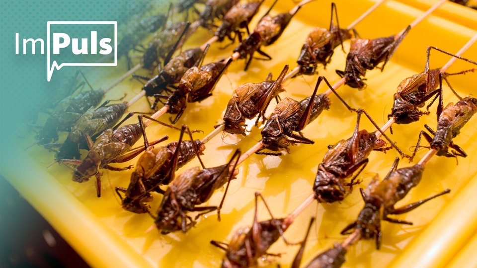 Insekten essen: Wir sollten unser Ekelgefühl überwinden!