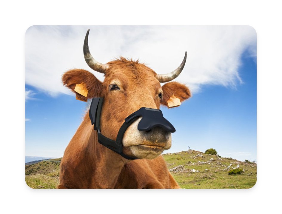 Gates investiert in Masken für Kühe