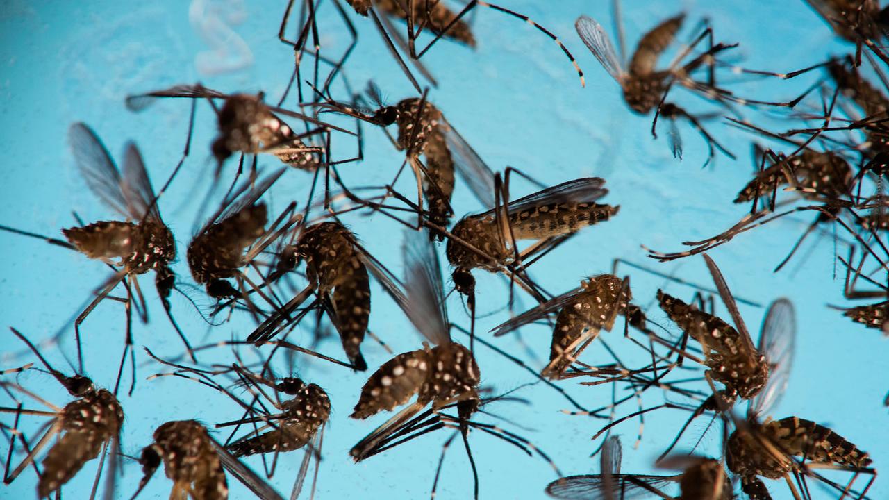 Gentechnisch veränderte Mücken breiten sich in Brasilien aus