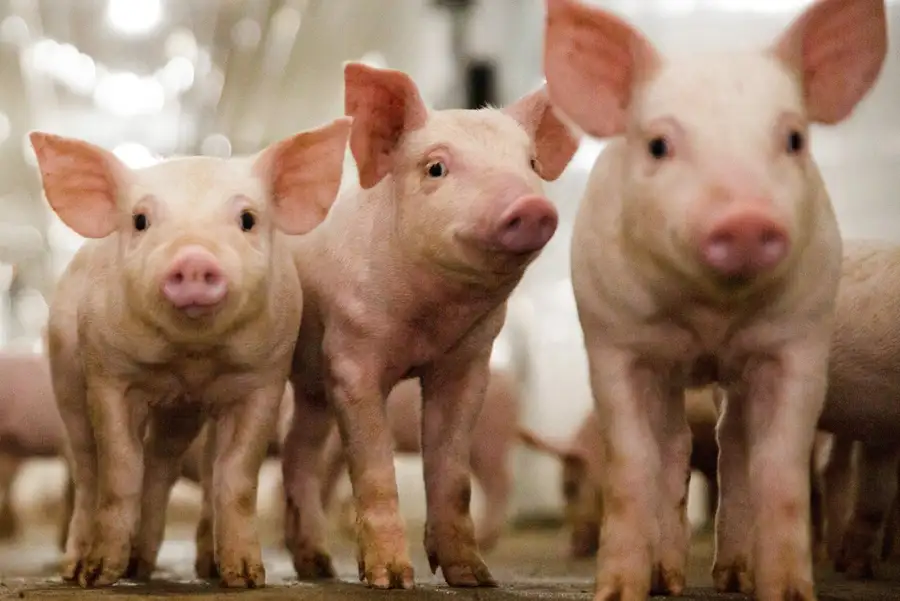 Gene-edited pigs are protected from porcine reproductive and respiratory syndrome – Genus PIC