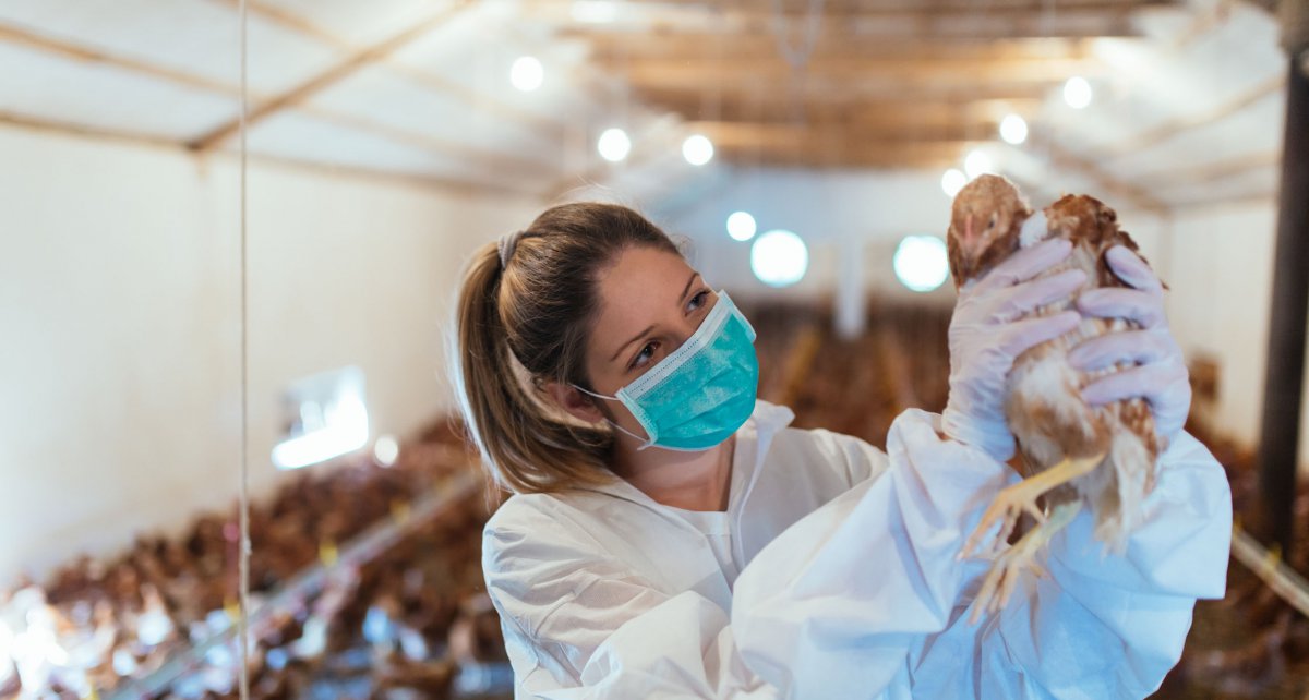 WHO schlägt wegen Ausbreitung von Vogelgrippe Alarm