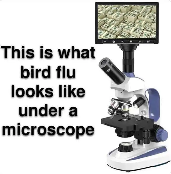 Wie die Vogelgrippe unterm Mikroskop aussieht