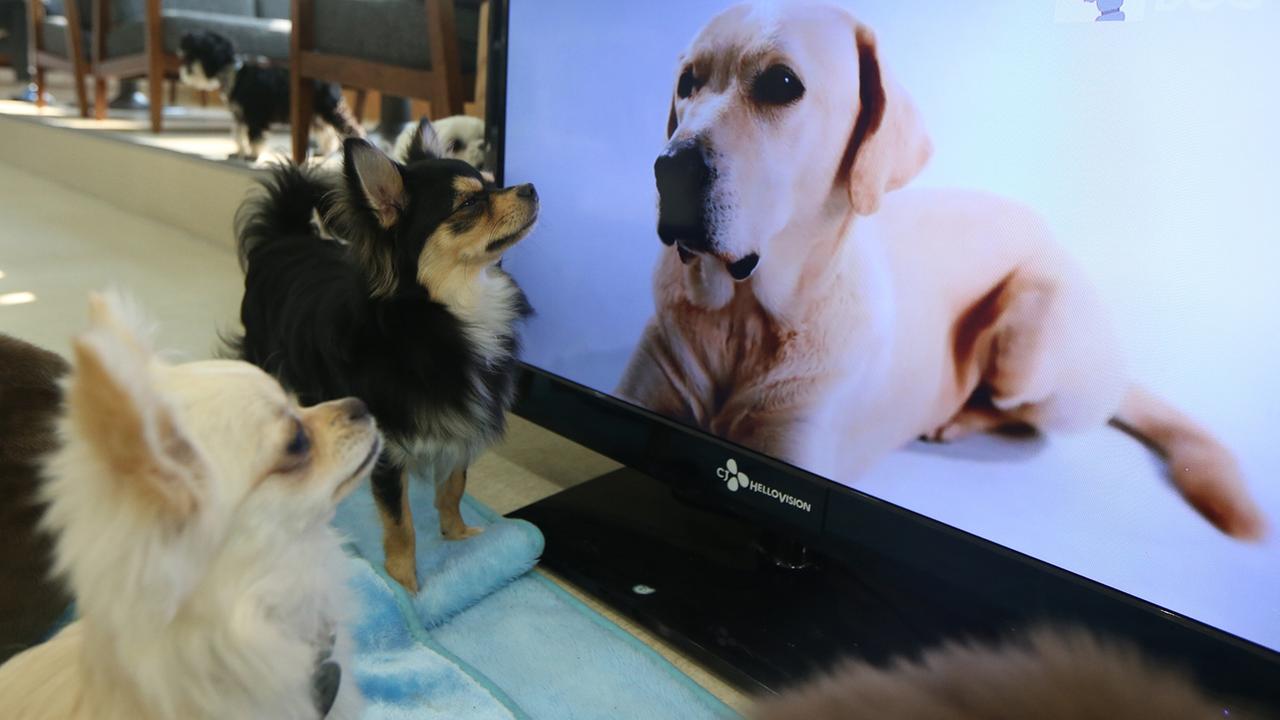 Tierforschung: Was Hunde vor dem Fernseher erleben