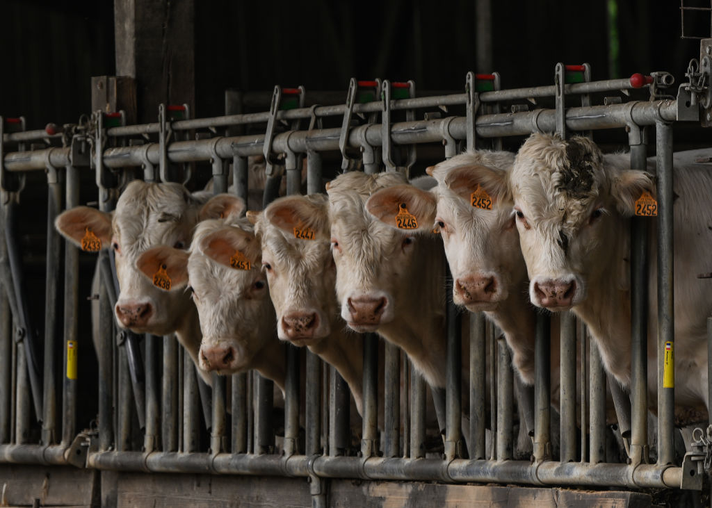 Französische Landwirte protestieren gegen Massenkeulung von Rindern - Euractiv DE