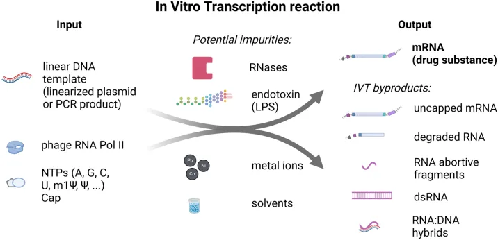 In vitro transcription reaction input and output components and potential impurities.