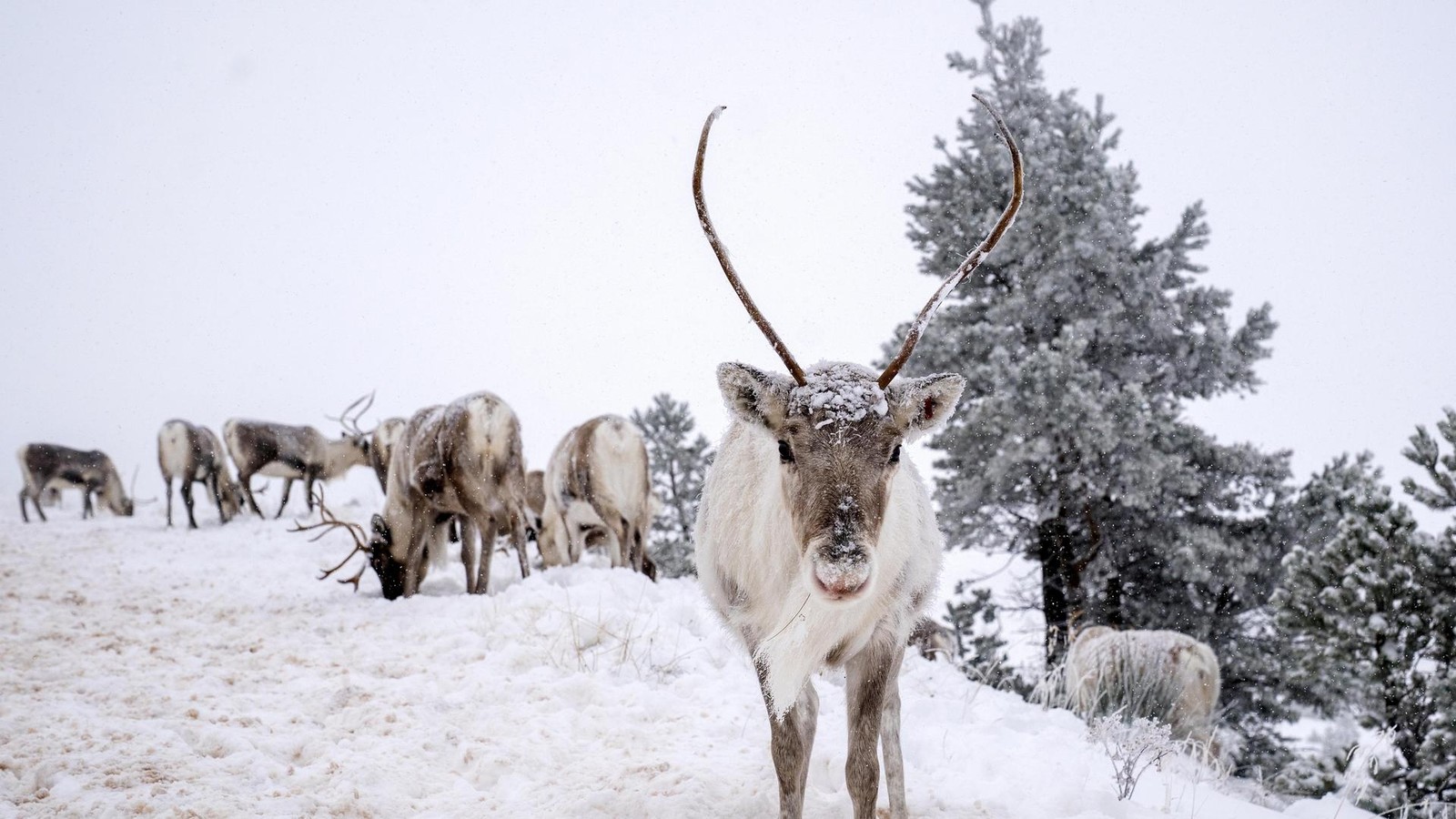 Wölfe reißen Finnlands Rentiere – steckt Putins Krieg hinter der Fressorgie?
