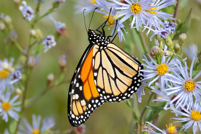 Insektenschwinden: Das leise Sterben, das alles bedroht | Transition News