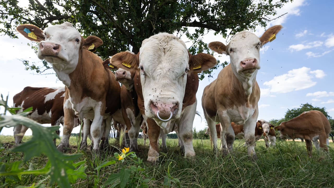 Klimaschutzprogramm 2026: Der neue Öko-Plan für Deutschland