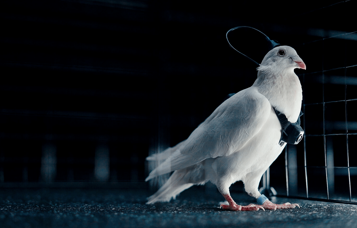 Cyborg-Tauben: Russisches Startup testet Fernsteuerung per Gehirn-Chip