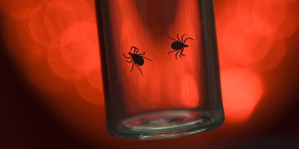 Zecken als Biowaffen