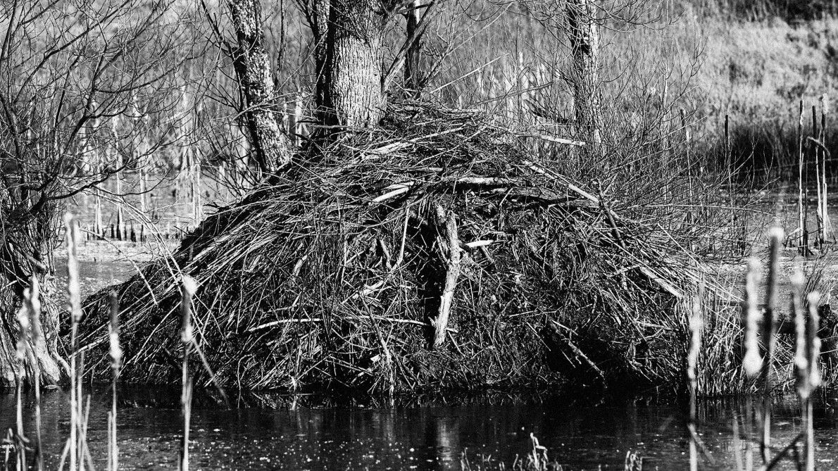 Heimlich, still und leise: Das WEF baut weiter die Welt um – DIE ACHSE DES GUTEN. ACHGUT.COM