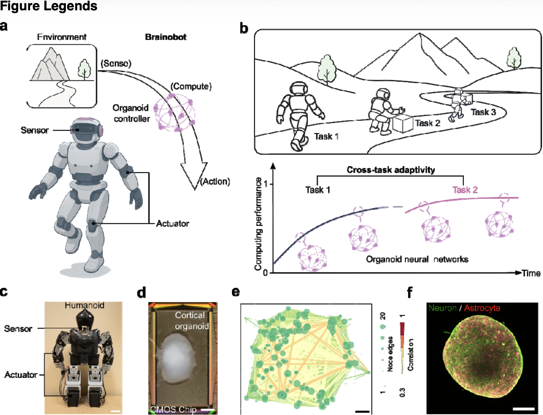 Figure 1. Brainobot that leverages organoid computing for robotic decision-making.